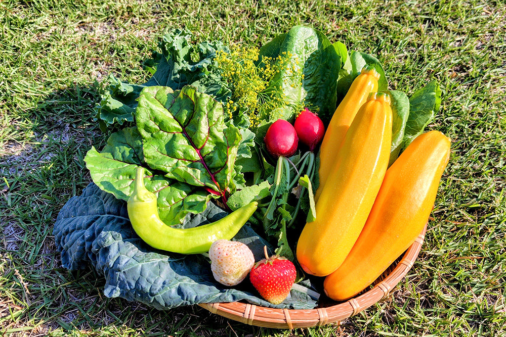 週末作業のみでも大丈夫！春植えおススメ野菜5選 2022年版昼寝マンの家庭菜園ブログ