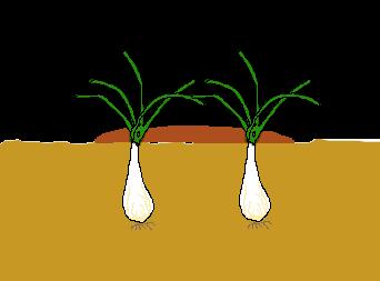ワケギ、アサツキの育て方・栽培方法植物図鑑みんなの趣味の園芸 NHK出版