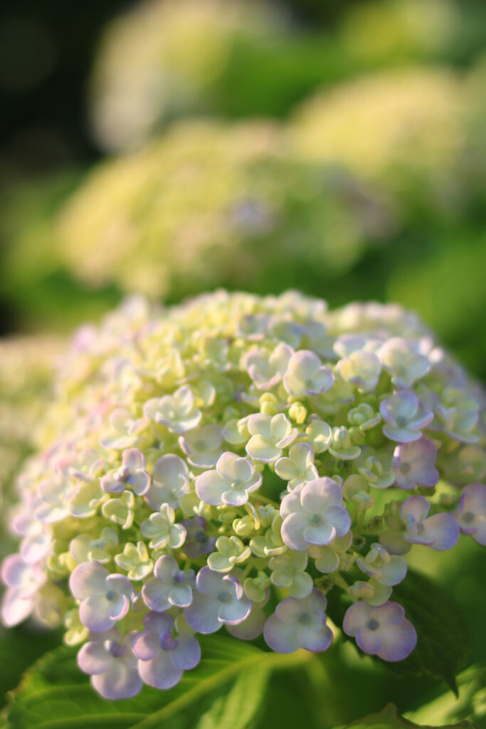 おたふく紫陽花 ポップコーン紫陽花のインテリア実例RoomClip ルームクリップ