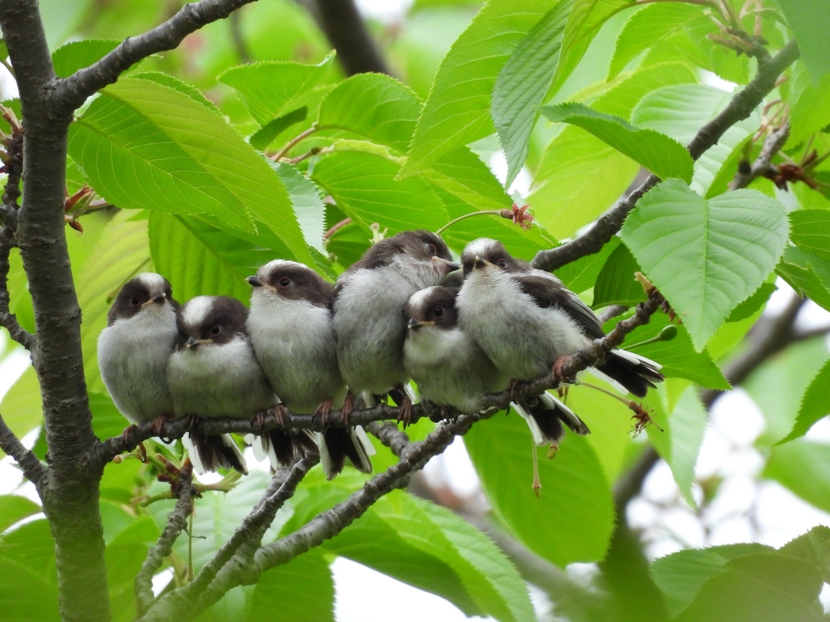 エナガ 団子祭り : 気まぐれ野鳥写真
