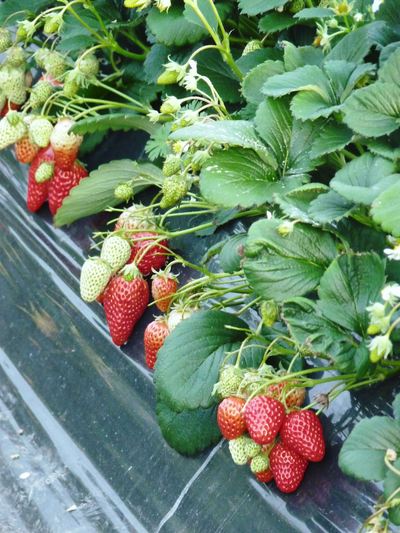 イチゴの育て方・栽培方法 植え方やお手入れのコツやポイントまで。通販 - ディノス