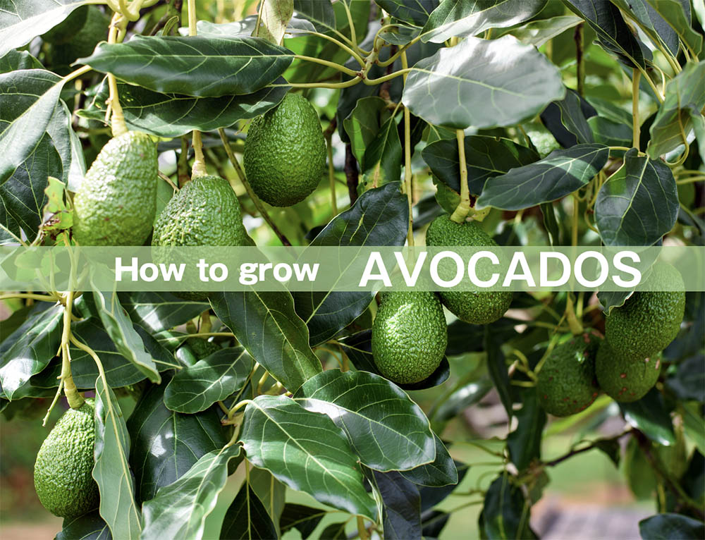 今がチャンス!! こう挿すと立派なアボカドの苗が作れます！！！挿し木方法から植え替えまでしっかり紹介