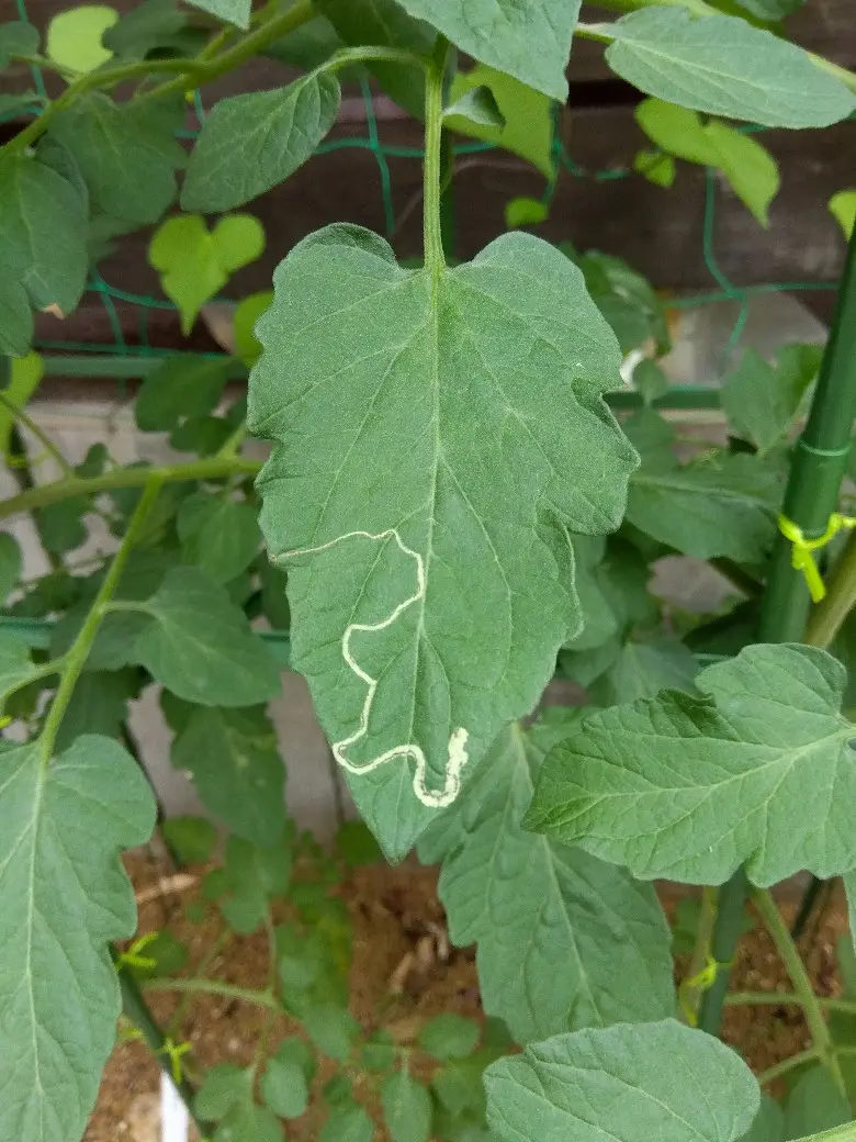 ミニトマトの葉っぱの黄変や白い粉は病気？発生の原因と対策KINCHO園芸
