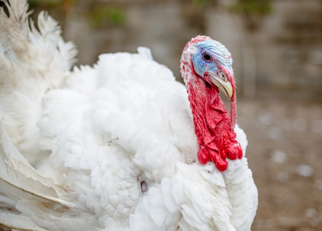 シチメンチョウ 七面鳥
