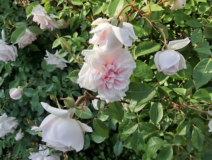 ローズティー -COMPASS TEA LIFE & STYLE