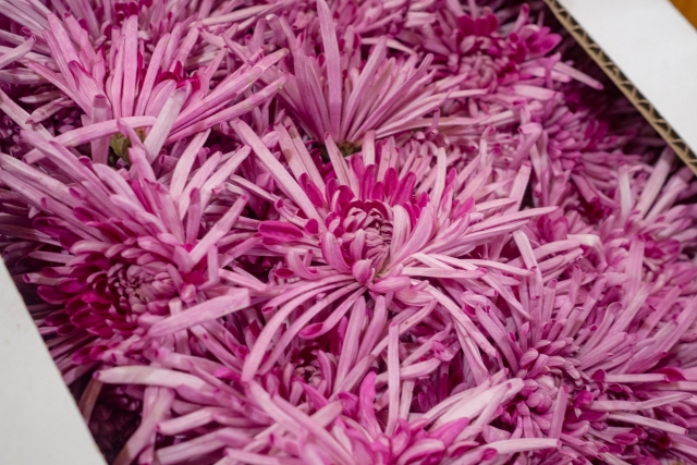 食用菊の株分けと植え替え 家庭菜園 簡単な株分けと植え替え 株分けして収穫量を増やす