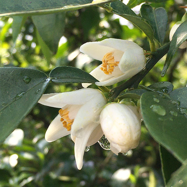 姫柚子 ヒメユズ : ひげ爺の花便り