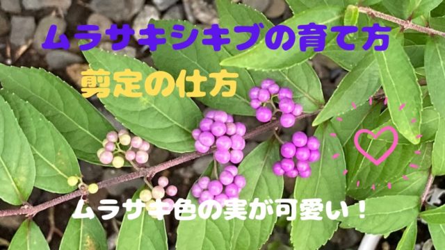 この実は、食べられる？どの実が有毒？ : おとぎの国のガーデナ