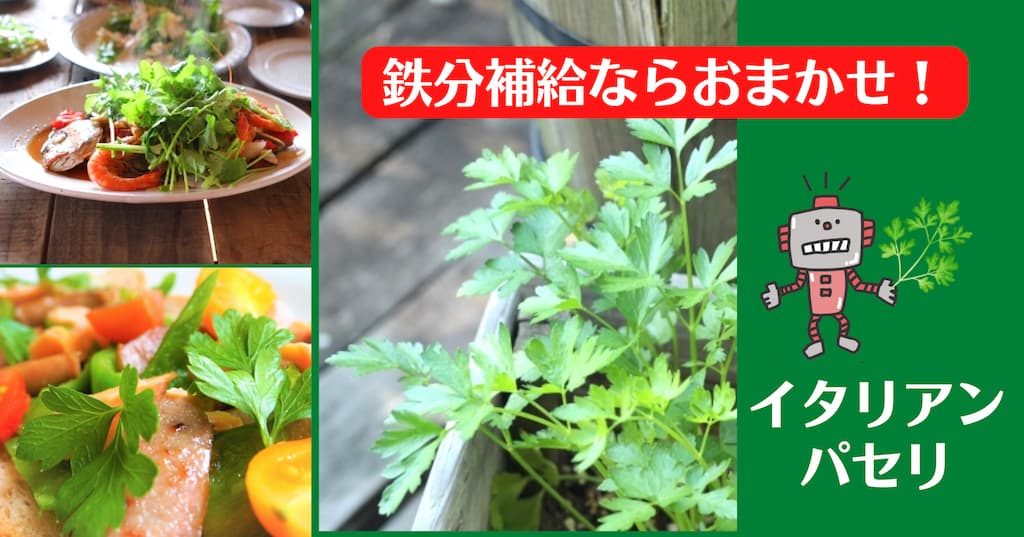 イタリアンホワイトの花に２種類あるよ 「イタリアンホワイト」のアルバム-みんなの趣味の園芸2020480