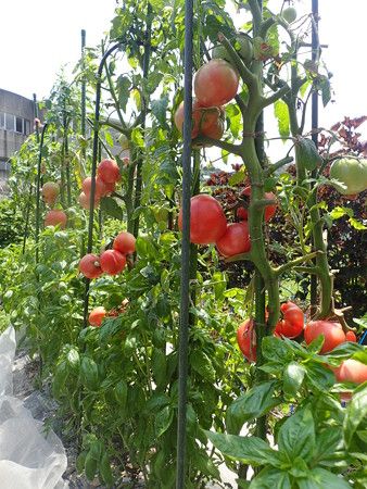 ミニトマト栽培 支柱のインテリア実例RoomClip ルームクリップ