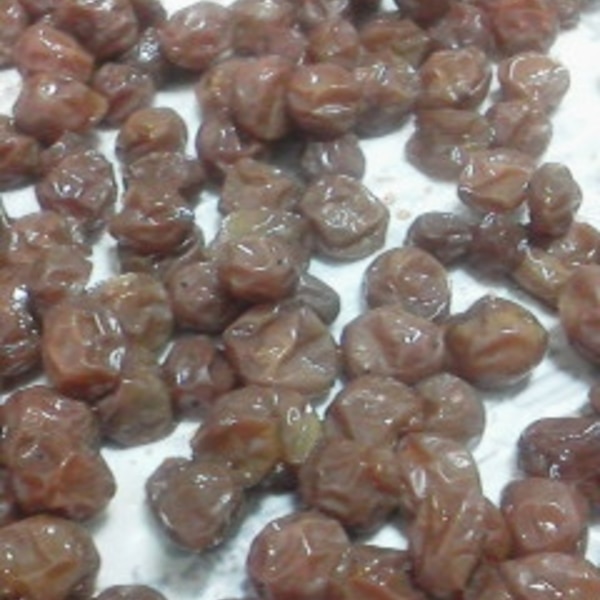 枝付きブドウでレーズン作り！半生ラムレーズンも作ってみよう料理・レシピBE-PAL キャンプ、アウトドア、自然派生活の情報源ビーパル