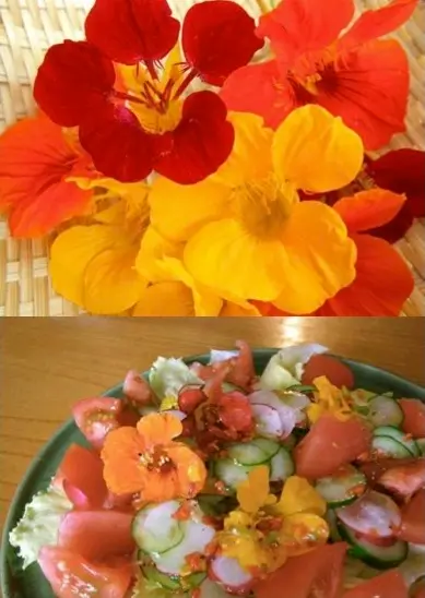 食べられる！ナスタチウム 金蓮花 の育て方・レシピ - みやびなブログ