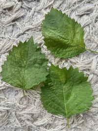 今年のオオバキスミレ「大葉黄菫」とツクバネ「衝羽根」などこころの日曜日Ⅱ