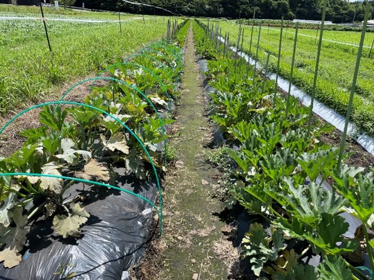 ズッキーニの育て方・植え付け、用土、株間、摘芯、受粉、追肥や収穫などの栽培管理わたしの家庭菜園手帳