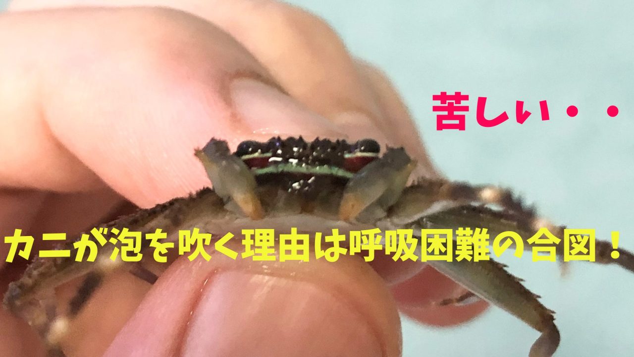 浜名湖イシガニ カニは泡吹くブークブク l 南浜名湖あそび隊