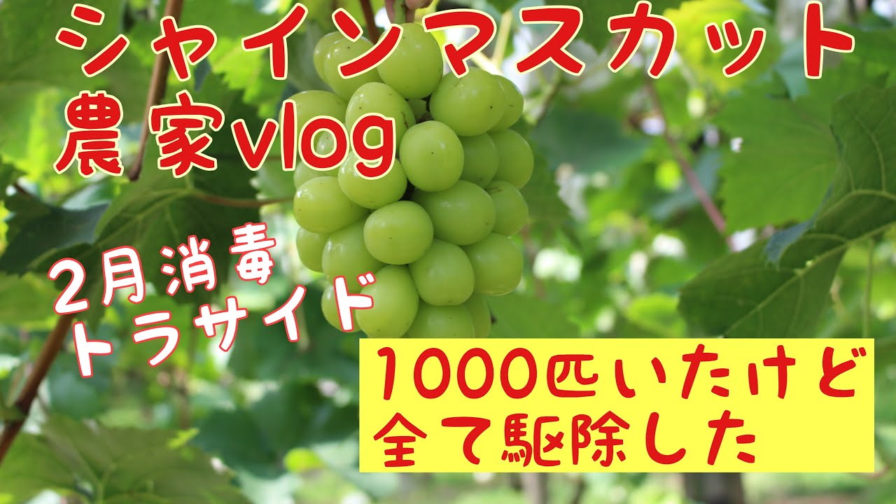 家庭菜園 シャインマスカットのインテリア実例RoomClip ルームクリップ