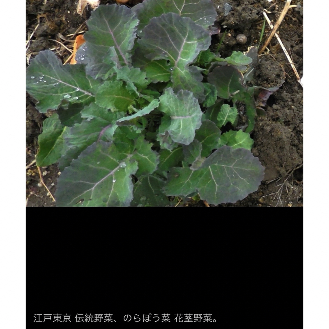 ノラボウ菜の上手な育て方