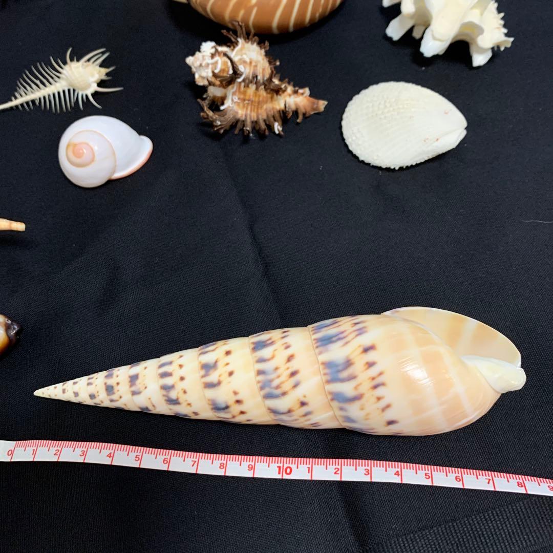 二枚貝・巻貝 - 島根大学標本資料類データベース