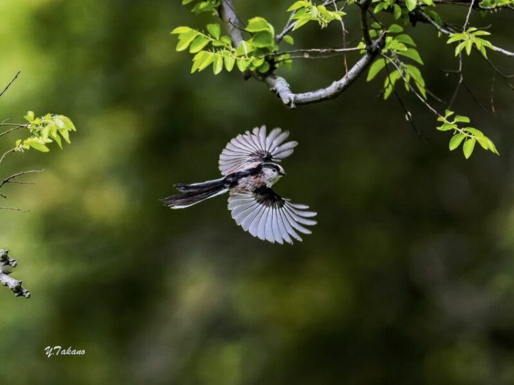 エナガ団子空と海と大地と