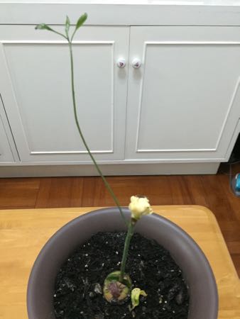 このアボカドは腐っていますか？切ってみたら空洞にカビみたいな白いもやがあった- Yahoo!知恵袋