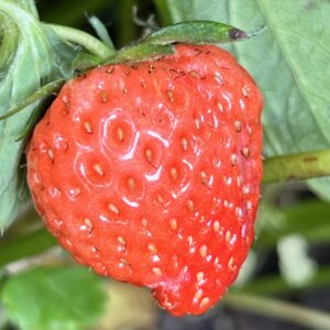 跡見群芳譜 外来植物譜 エゾヘビイチゴ