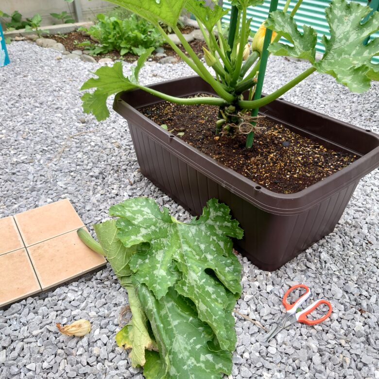 ズッキーニの育て方・栽培方法 植え方やお手入れのコツやポイントまで。通販 - ディノス