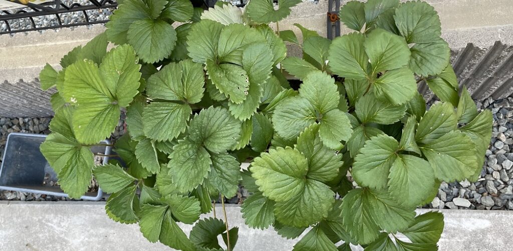 イチゴ苗葉が茶色く枯れる５つの原因と対処法家庭菜園インフォパーク