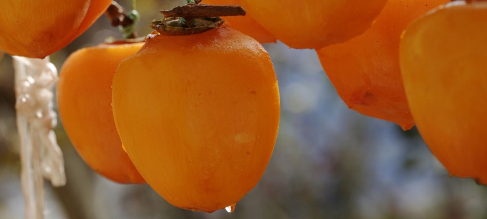 渋柿が焼酎で甘くなった！渋抜きした柿を食べてうれしかった～！ - 村内伸弘のブログが好き😍