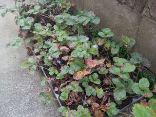 イチゴ苗の定植と葉焼け防止 - ♪♪♪♪ 光 庭 の 四 季 折 々 ♪♪♪♪