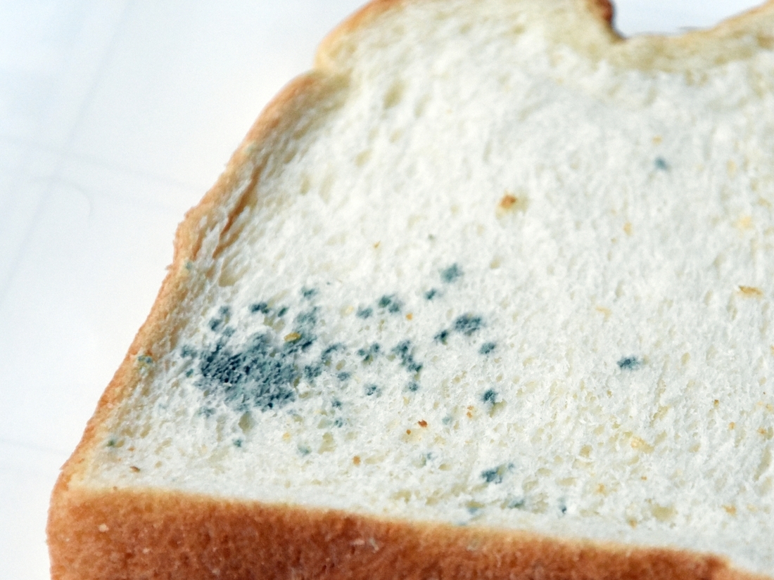 グレイの背景に醜い、腐った緑の唐辛子と、横向きの文字用のスペースを持つカビで覆われた唐辛子。陳腐で腐った食べ物、食べられない写真素材1682616838Shutterstock