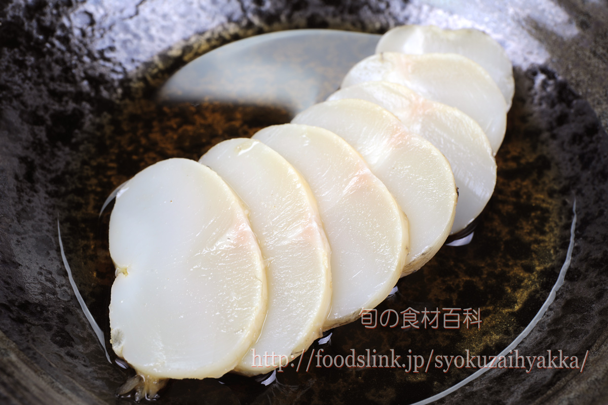 コウイカ類の卵①イカのなかま タコのなかま浦安水辺の生き物図鑑