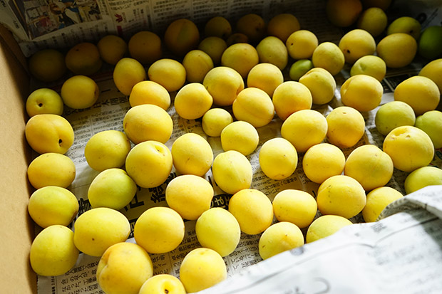 梅の追熟には方法がある。あとは黄熟の判断がとても大切