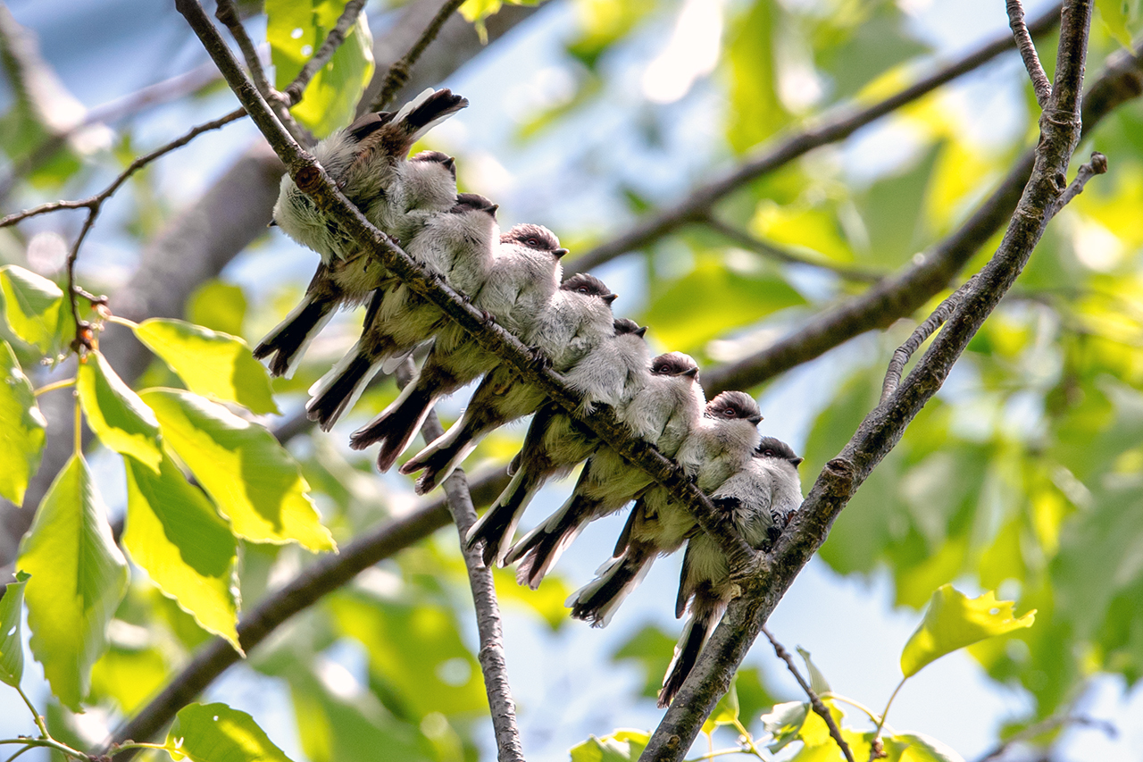 エナガ団子の写真素材102359190- PIXTA