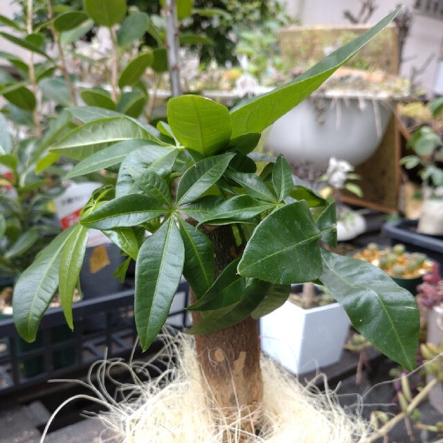 今日は何をしようかな？:パキラの実