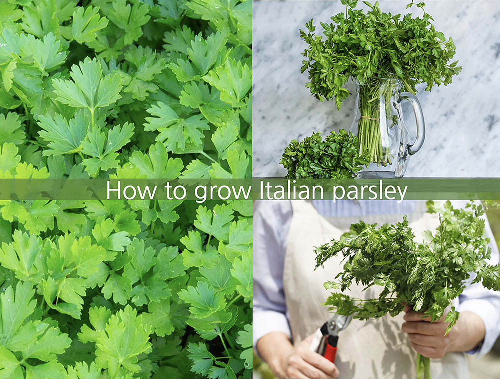 ハーブ 食用 クリスマス パーティー レシピ付 ルッコラ バジル ミント イタリアンパセリ チャービルハーブ苗のポタジェガーデン 本店