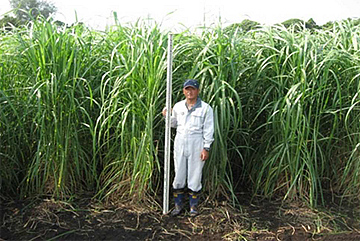 ☆ファミリー特典☆ 一度はやってみたい！サトウキビ刈り体験！うちなーぐち 沖縄方言 のおじいとのゆんたくも楽しいさー♪ やんばる日和 -じゃらん遊び体験