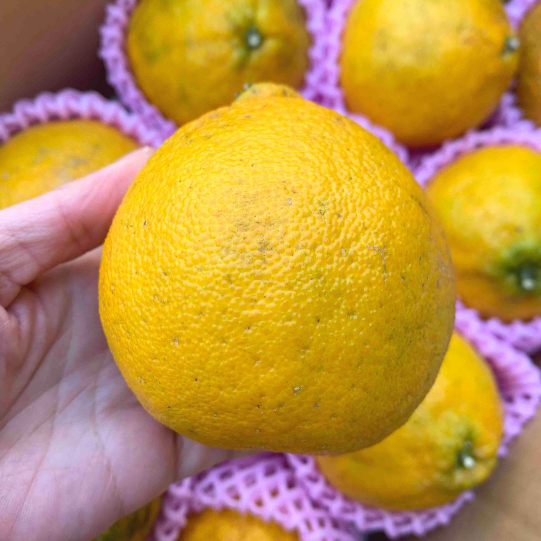 沖縄を代表する柑橘類といえば「シークワーサー」。ダイエットや美容に注目の成分「ノビレチン」がたっぷり！サニーヘルス株式会社のプレスリリース