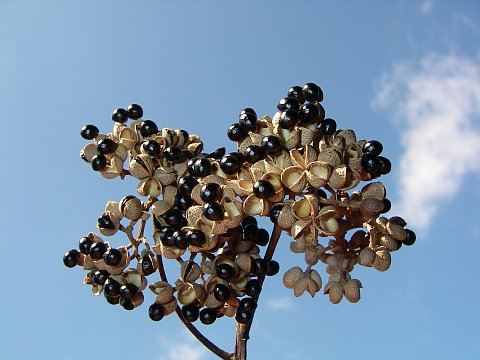 カラスザンショウの実を食べるジョウビタキ♂ 写真素材4070399- フォトライブラリ