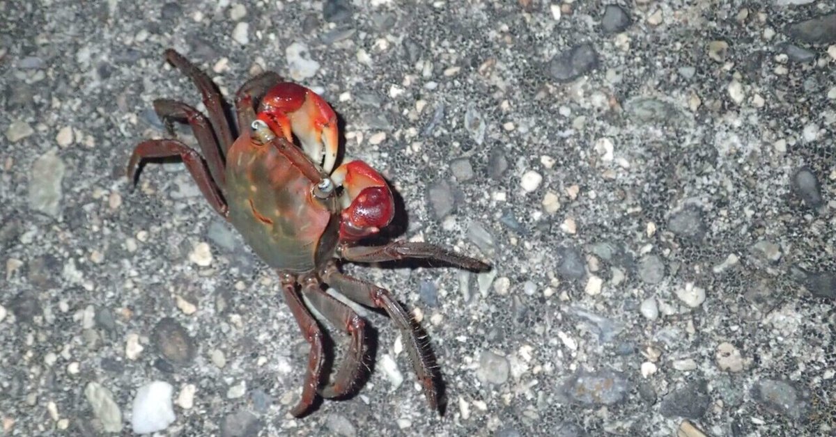 エサを食べるアカテガニ カニがエサを食べる様子をまじまじと見たことはありますか？ 腕でしっかりと掴んで、ちまちまと少しずつ食べるんですよ！MOVIE by T. Kawashimaカニごはんオキアミ海響館水族館山口山口県下関下関市kaikyokanaquarium