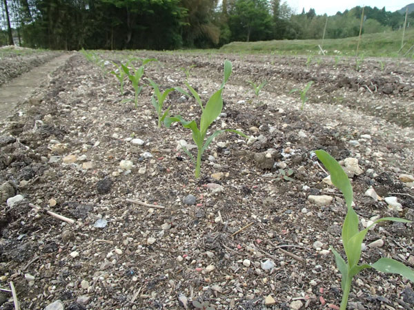 種から育てるとうもろこし 畑に直蒔きしたとうもろこしの発芽に絶対必要なもの - 空と花の色