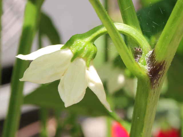 ピーマン・パプリカのしくみを解説～葉っぱ・花・実のはたらき～こびとの農園