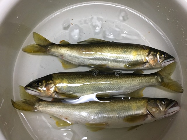 レシピ詳細 鮎の塩焼き 美味食彩平和堂のWEB COOKING CARDメニュ