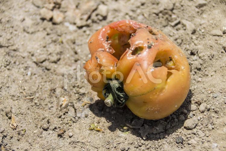 トマトは腐るとどうなる？見た目・味・臭い・触感は？原因と対処法は？ - Fily