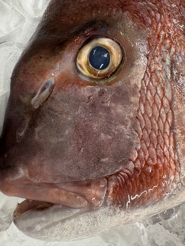 百獣じゃなくて百魚の王、マダイ。横浜丸魚株式会社