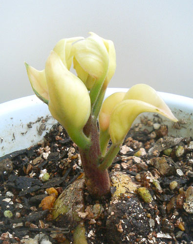 アボカド栽培17 アボカドの果実に白い粉が！！？アオバハゴロモの仕業か！？糸満フルーツ園 けんちゃん