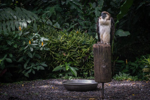 タカ科 - Wikipedia