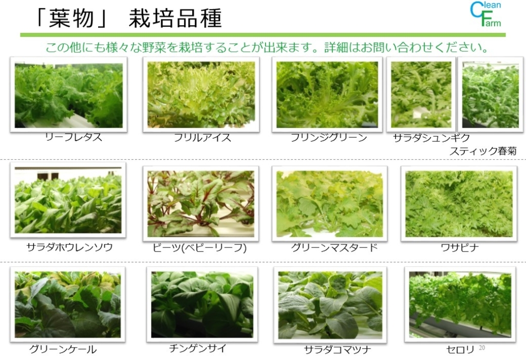 もっと知りたい葉物野菜：農林水産省：農林水産省