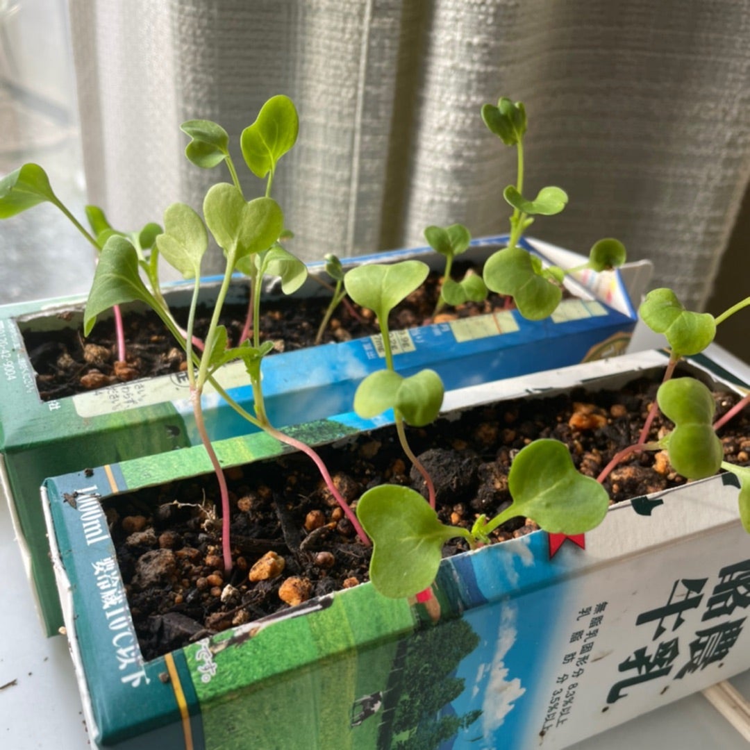 牛乳パックでラディッシュ栽培⑦園芸日記bysuzucoみんなの趣味の園芸728388