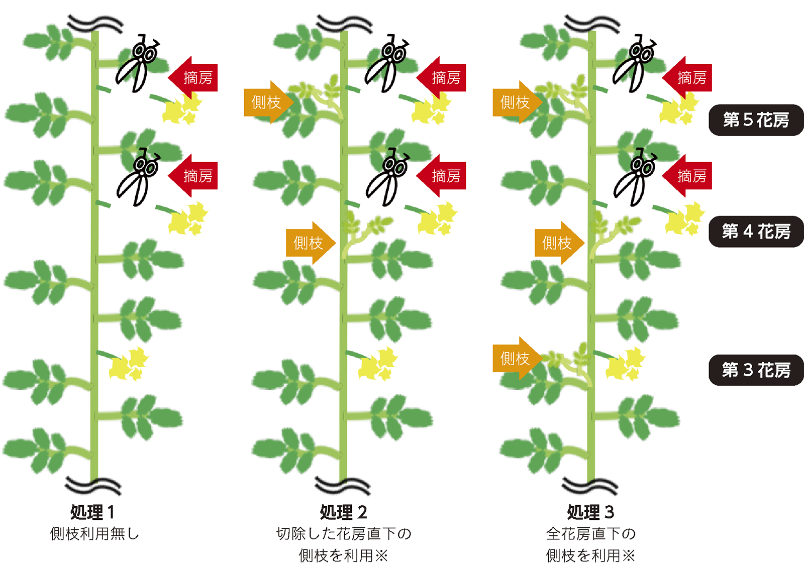ミニトマト家庭菜園JA晴れの国岡山