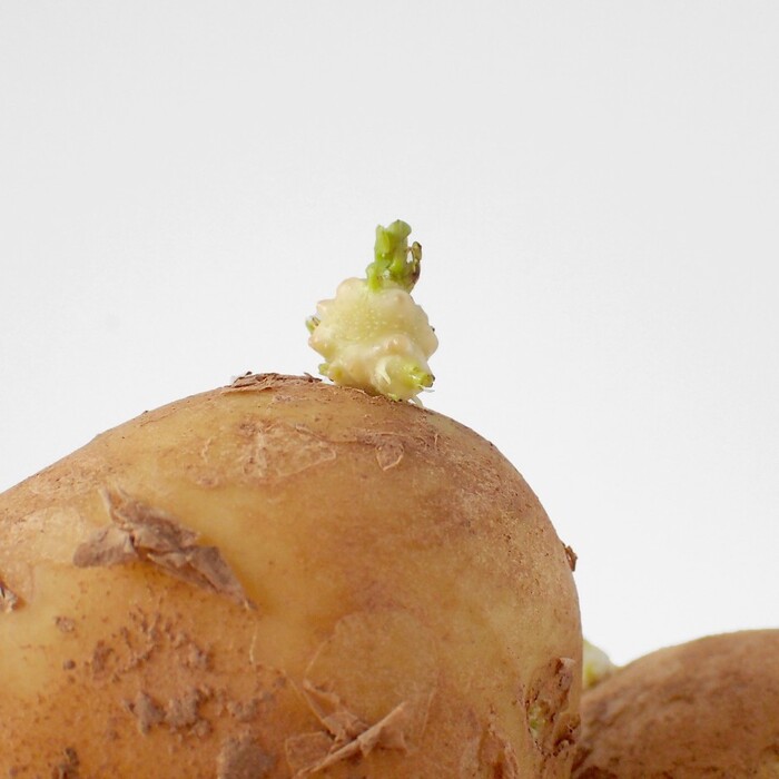 なぜ芽が出たジャガイモを食べてはいけないの？HALMEK up ハルメクアップ